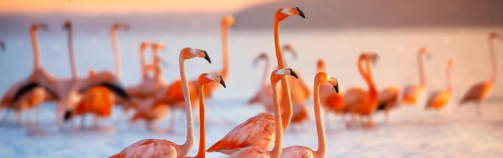 Travel to exotic destinations and vibrant city festivals