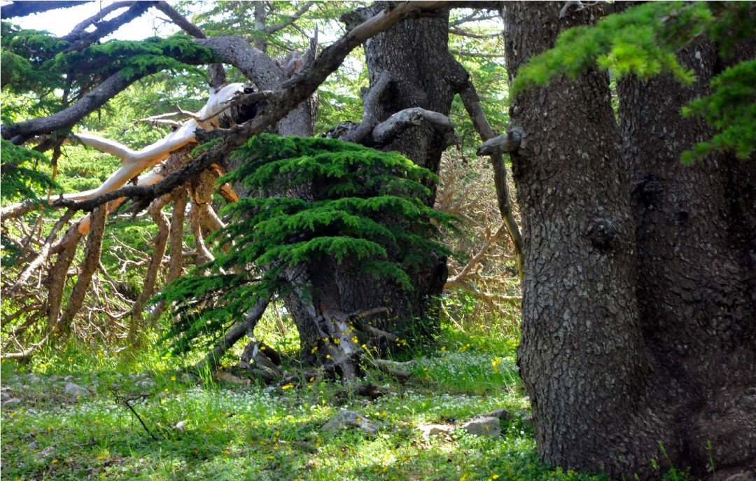 Deir Al-Qamar, Beiteddine Palace and Shouf Cedars Tour